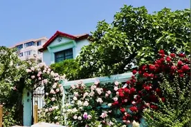 梦幻童话般的“莫奈花园”，承包你的夏日治愈图片