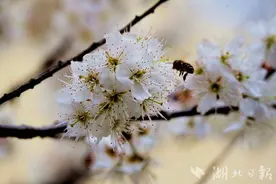 郧阳：樱桃花开白如雪图片