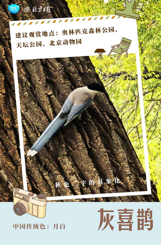 不只有红叶，北京的秋色能有多惊艳