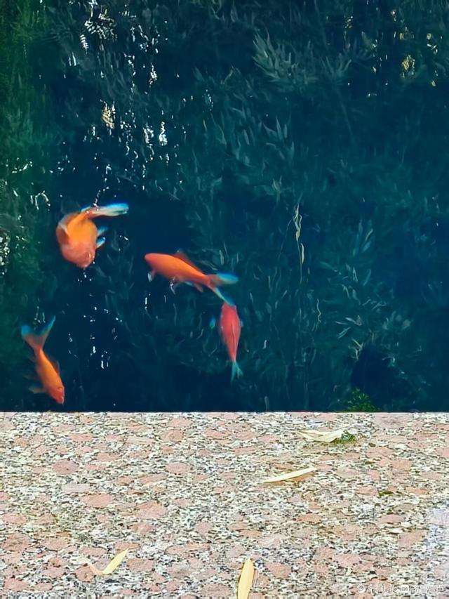 冬日趵突泉，寒风中美景依然