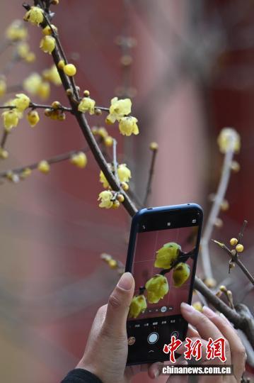 世界文化遗产南京明孝陵蜡梅飘香