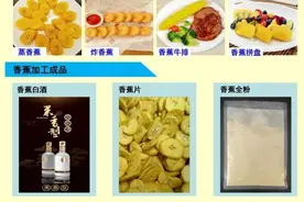 我国首个培育的香蕉新品种可部分替代粮食图片