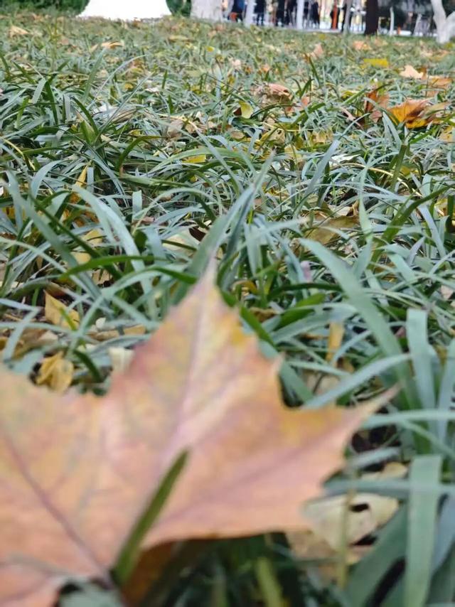 看！市北的深秋落在了地上！快来捡个秋