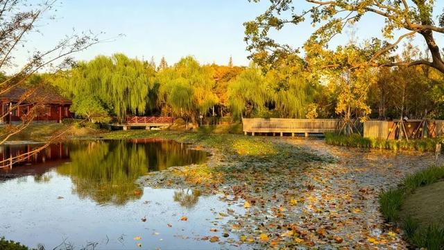 周末好天气，来闵行这些公园遇见最美秋色！