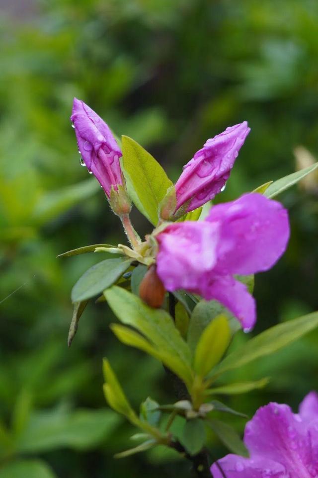 开了！开了！福州开了成片杜鹃花海！快上鼓岭