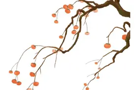 【世界传统医药日】中医秋季养生图片