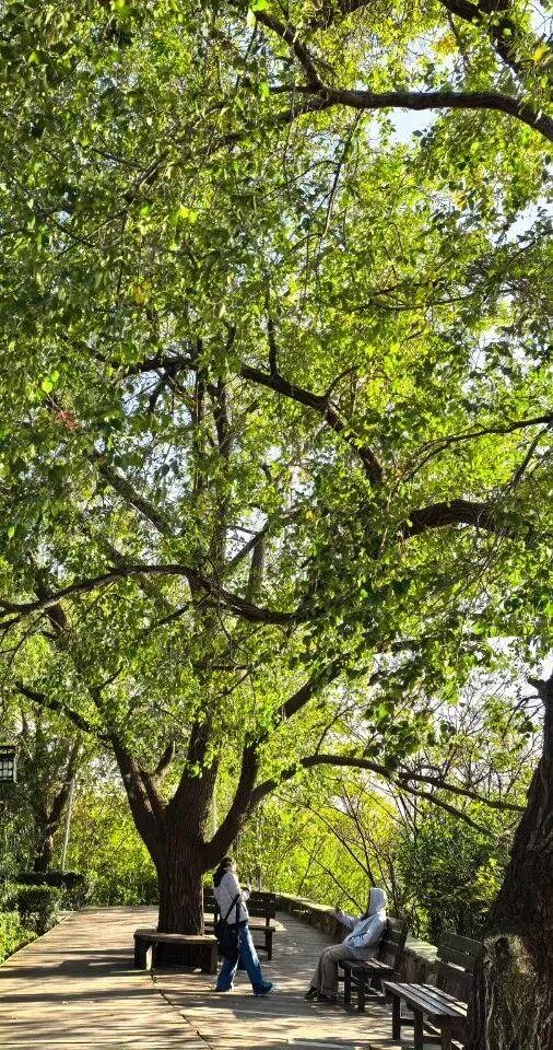 @高邮人 邀请您找寻心中的……