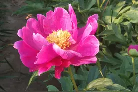 “山东邂逅美”摄影大赛｜大田芍药美如画图片