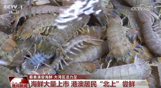 “文化游”“研学游”“美食游”人流如织 “跨境游”激发大湾区澎湃活力