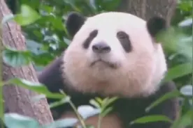 花花挣的工资有一大半是委屈费 游客：那个大脸，没有脖子图片