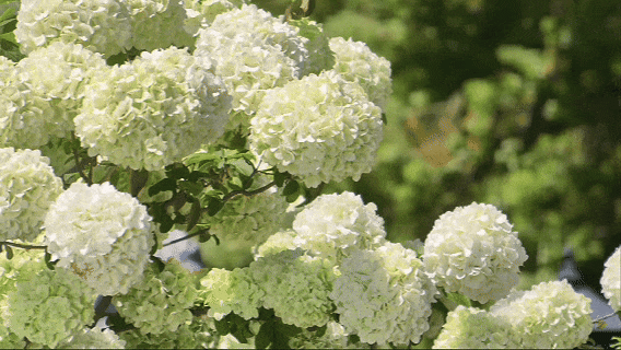花样秦淮｜绣球花开