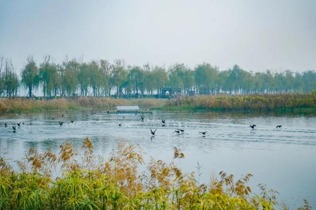 西安冬季观鸟指南 赴一场“飞羽之约”