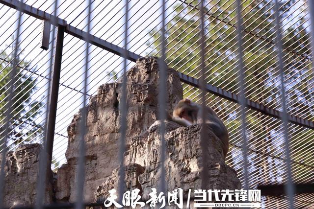 单日客流过万,凯里动物园创纪录!