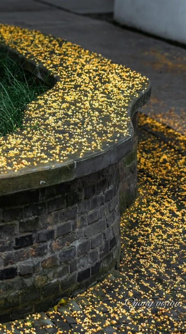 怎么能错过秦淮的秋天呢？