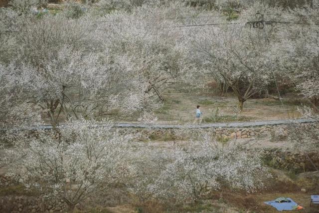 赏梅直奔福州这里，这片“雪海”太惊艳了！