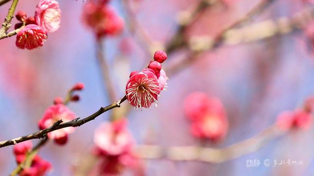 贵州冬韵：梅香入骨，花海先春