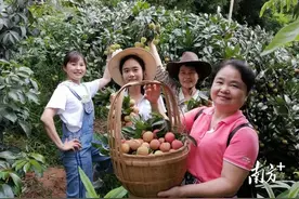 迟熟荔枝50元/斤！信宜思贺打响“木澜玉”荔枝品牌图片