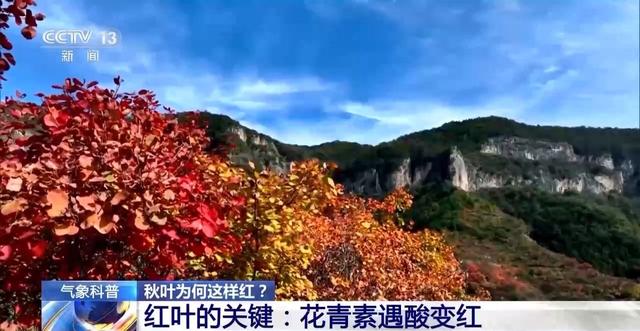 大自然换上“红装” 全国多地红叶最佳观赏期将开启