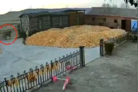 未来还会有国外东北虎入境进村 人虎冲突或越来越频发图片