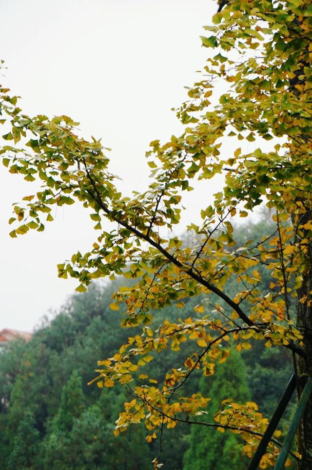 黄了！黄了！福州这里迎来颜值高峰！