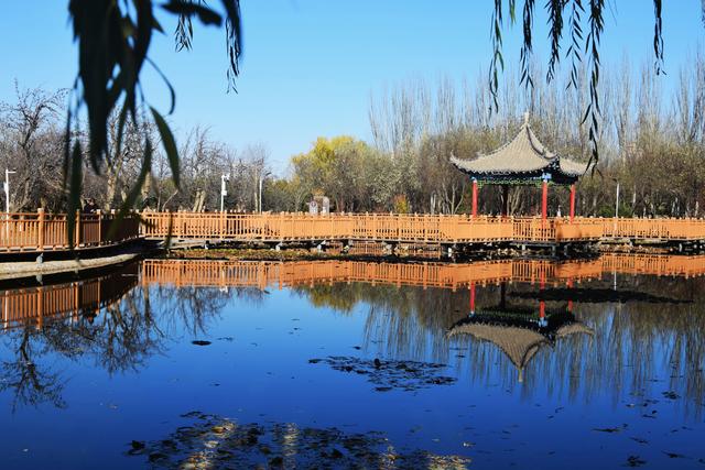 组图丨冬藏雅韵 静赏凉州植物园的温婉时光