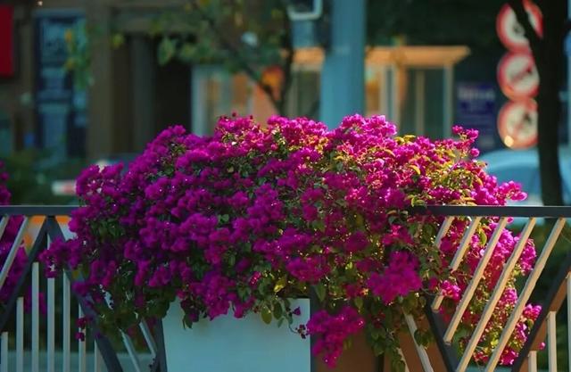 初冬，来宜良的街头遇见独属于三角梅的热烈