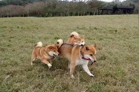 带4只柴犬散步，突然丢了一只！转头发现狗狗在骚扰一对情侣图片