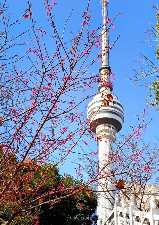 3座公园早樱盛开！武汉将喜提“樱花春节”