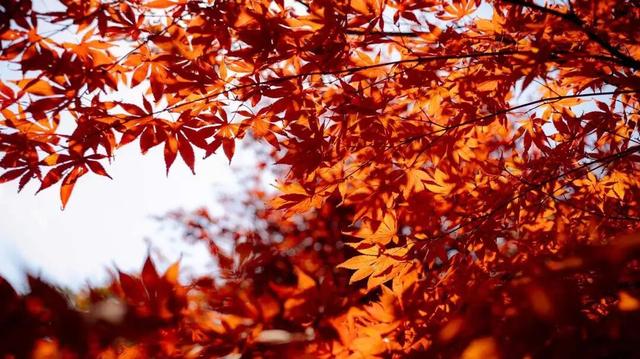 @南方小土豆！白云山免票福利来啦！邀你一起来看雪！