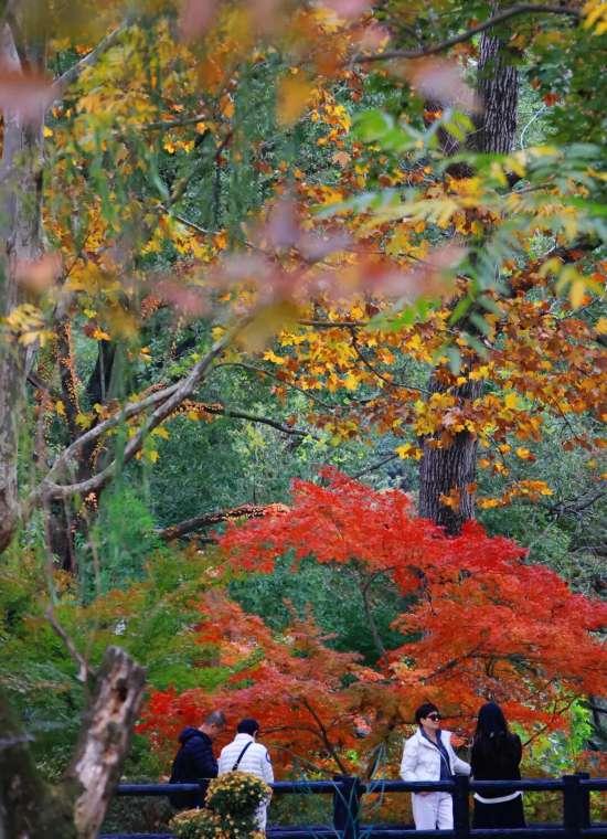 漫步这座“莫奈花园”，邂逅申城油画里的秋天