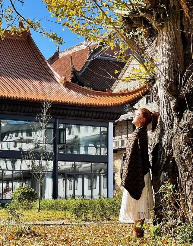 湖南绝美银杏打卡地，太出片了