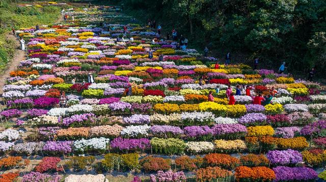 天柱红卫村菊花园成初冬“网红”打卡地