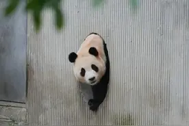 接“福”啦！“福宝”在卧龙神树坪基地和大家正式见面图片