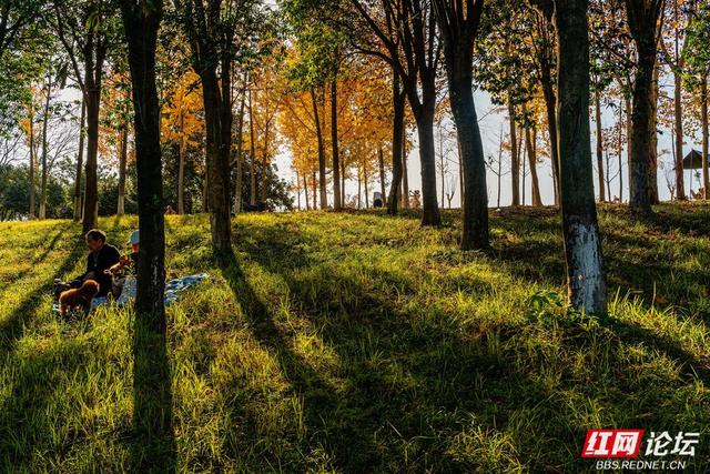 藏在长沙的冬日惊喜：乐喜湖的草木，还在演绎秋的余温