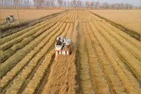 辽宁沈阳秋收进入尾声图片