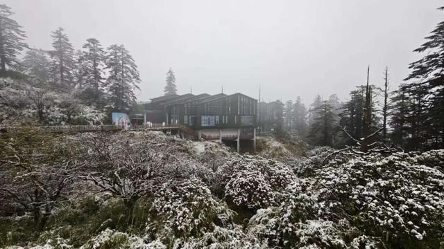 真的下雪啦！瓦屋山初雪突降！彩林+初雪的绝美同框，免门票就能看见！