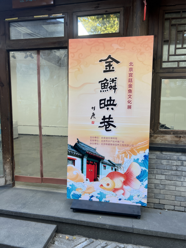 金鱼珍品从保种场游进史家胡同
