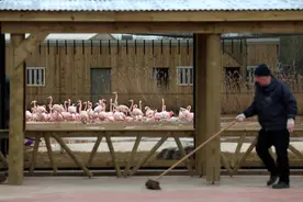 （外代二线）切斯特动物园“非洲之心”展区即将开放(2)图片