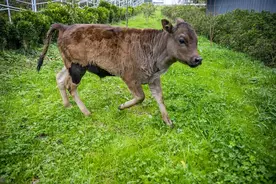 西藏濒危黄牛抢救性保护取得进展图片