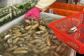 蛏正肥美！专家提醒这些人少吃图片