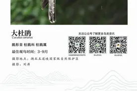 科普丨【记录天空精灵 传递护鸟之声】大杜鹃图片