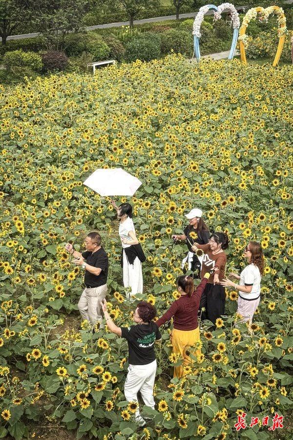东西湖区一公园，60万株鲜花盛放