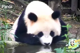 熊猫团子：水镜水镜，谁是世界上最可爱的熊?图片