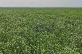 石首芦苇：从“废柴”到“资源明星”的华丽转身图片