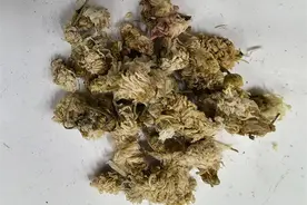 常用中药100味|菊花：中药界的“小太阳”图片
