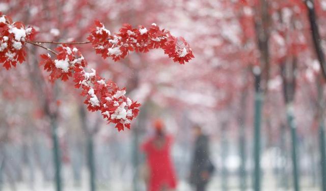 “尔滨”迎初雪 冰雪季启幕在即