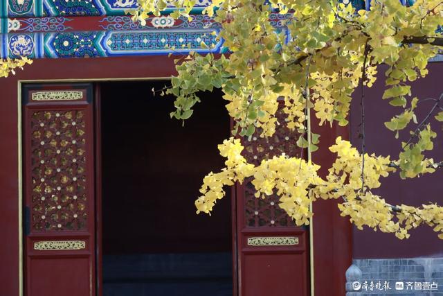 文庙秋韵，金叶叩红墙