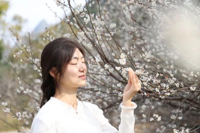 桂林平乐张家镇300亩青梅花绽放 游客纷至赴“梅”约