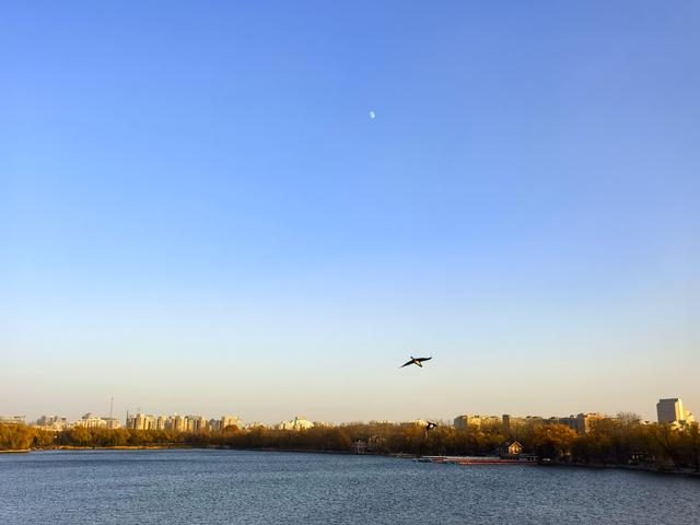 玉渊潭版“金光穿洞”上演，大量水禽都来“观赏”