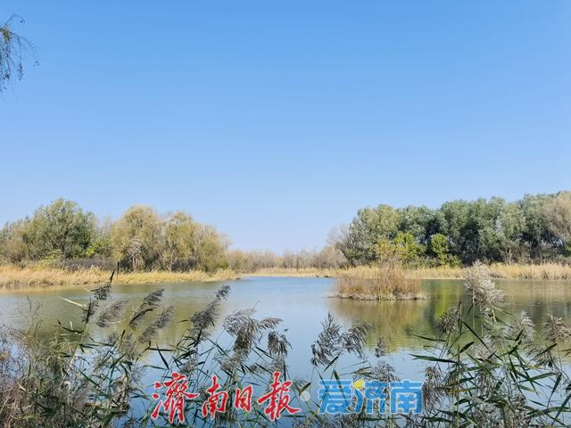 一年四季 泉在济南丨济溪湿地秋意浓：水鸟翩跹戏碧波，生态画卷入眼来
